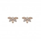 Lily and Rose Lucia earrings champagne thumbnail